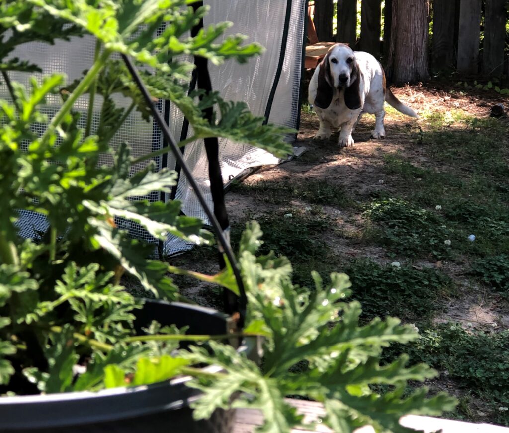 an old basset hound standing in the sun next to a greenhouse with a citronella plant in the foreground slightly out of focus